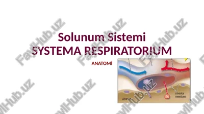 solunum sistemi — PPTX