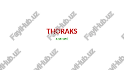 thoraks anatomi̇ — PPTX