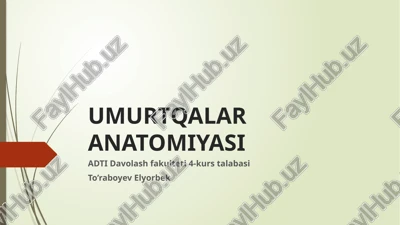umurtqalar anatomiyasi — PPTX