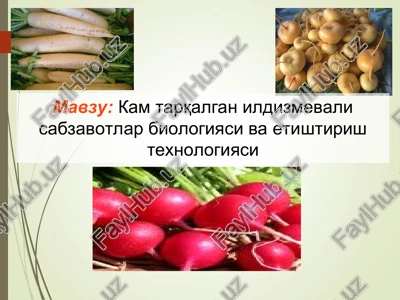kam tarqalgan ildizmevali sabzavotlar biologiyasi va etishtirish texnologiyasi — PPT