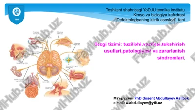 sezgi tizimi — PPTX
