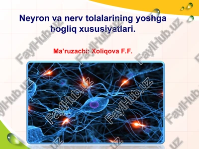 neyron va nerv tolalarining yoshga bogliq xususiyatlari — PPT