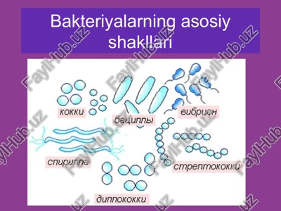 bakteriyalarning asosiy shakllari — PPT