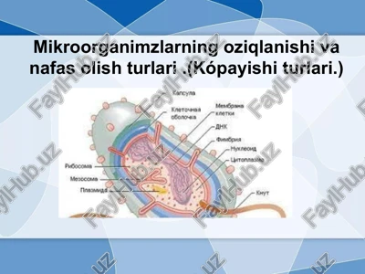 mikroorganizmlar — PPTX