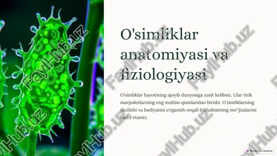 o'simliklar anatomiyasi va fiziologiyasi — PPTX