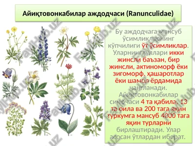 ayiqtovonkabilar ajdodchasi (ranunculidae) — PPTX
