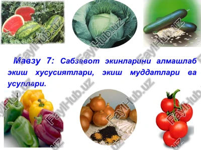 sabzavot ekishini o'rganuvchi mashg'ulot — PPT