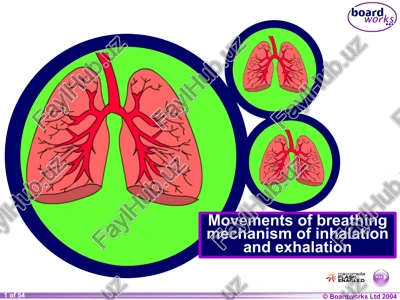 the breathing system — PPTX