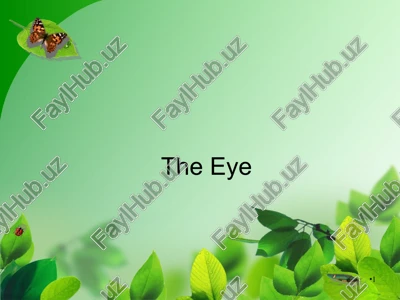 the eye — PPT
