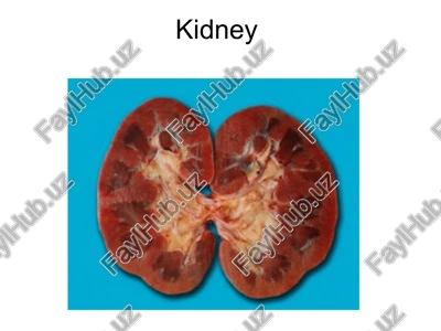 kidney — PPT
