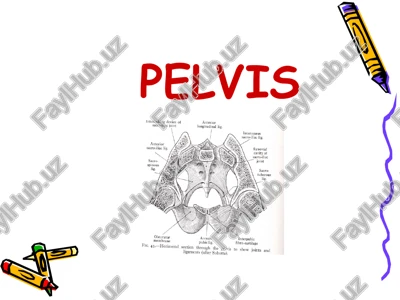 pelvis — PPT