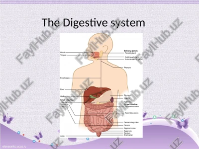 the digestive system — PPT