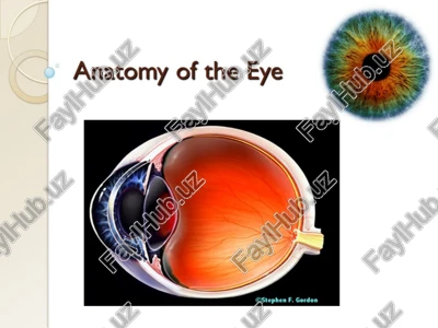 anatomy of the eye — PPT