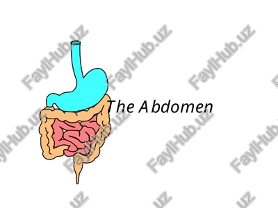 the abdomen functional anatomy 212 — PPT