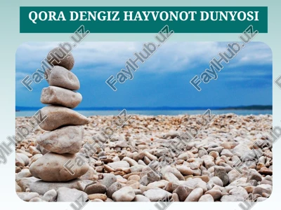 qora dengiz - hayvonotdunyosi — PPTX