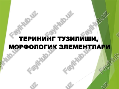 terining tuzilishi,morfologik elementlari — PPTX