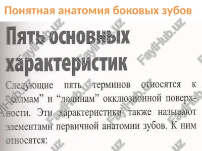 ponyatnaya anatomiya bokovix zubov — PPT