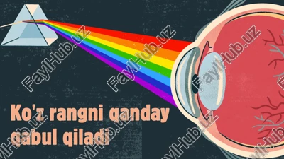 ko'z rangni qanday qabul qiladi — PPTX