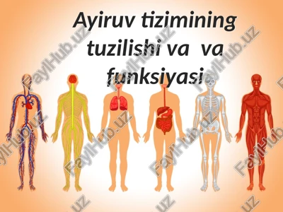 ayiruvtizimining tuzilishi va funktsiyasi — PPTX