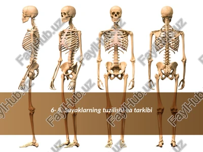 suyaklarning tuzilishi va tarkibi — PPTX