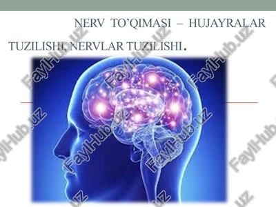 nervto’qimasi–hujayralar tuzilishi — PPTX