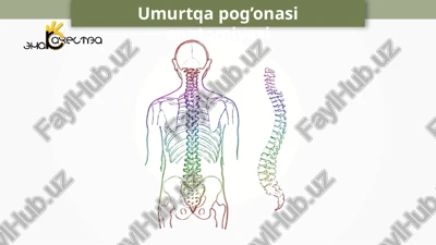 umurtqapog’onasianatomiyasi — PPTX