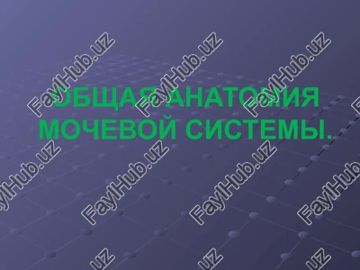 obshaya anatomiya mochevoy sistemi — PPTX