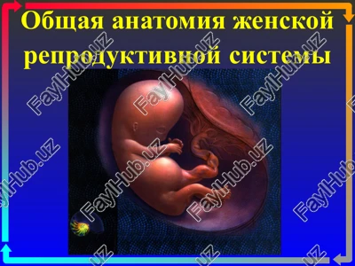 obshaya anatomiya jenskoy reproduktivnoy sistemi — PPTX