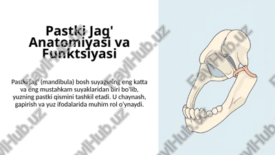 pastkijag'anatomiyasivafunktsiyasi — PPTX