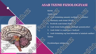 asabtizimifiziologiyasi — PPTX