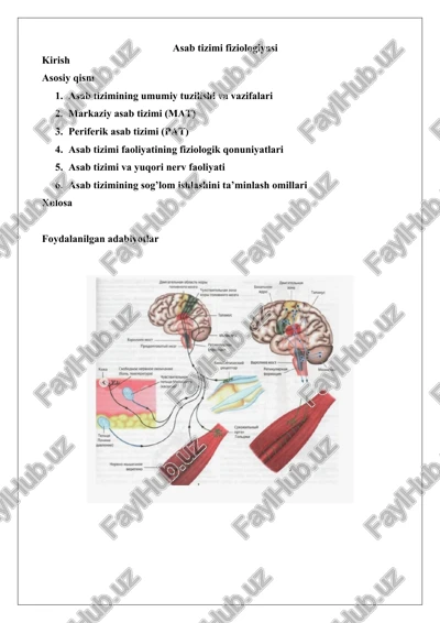 asab tizimi fiziologiyasi — DOCX
