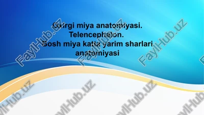 oxirgi miya anatomiyasi — PPTX