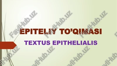 epiteliy to’qimasi textus epithelialis — PPTX