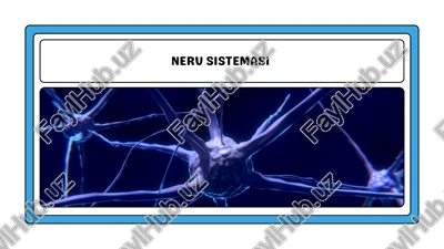 nerv sistemasi — PDF