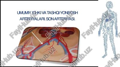 umumiy, ichkii va tashqi yonbosh arteriyalari — PDF