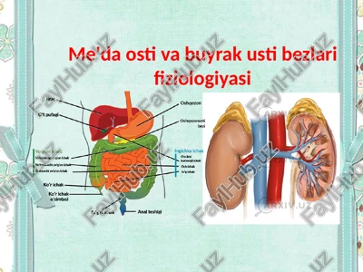 me'da osti va buyrak usti bezlari fiziologiyasi — PPTX