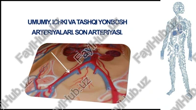 umumiyyonbosharteriyasi, ichkiyonbosharteriyasi — PPTX