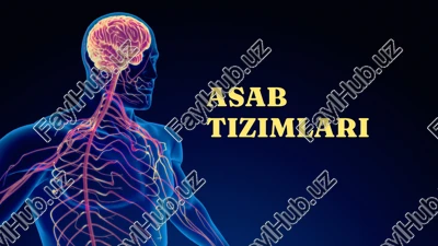 asab tizimlari — PPTX