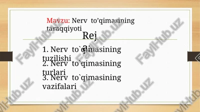 nerv to’qimasining taraqqiyoti — PPTX