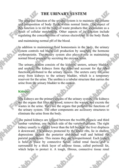 the urinary system — DOCX