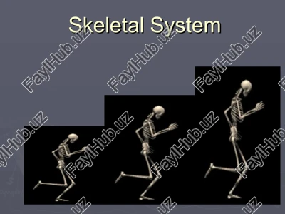 skeletal system — PPT