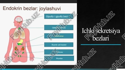 ichki sekretsiya bezlari — PPTX