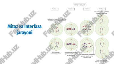 mitoz va interfaza jarayoni — PPTX