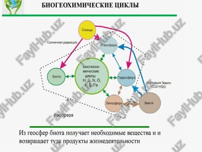bioximik aylanma harakat — PPTX