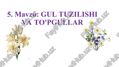 gul tuzilishi va to'pgullar — PPT