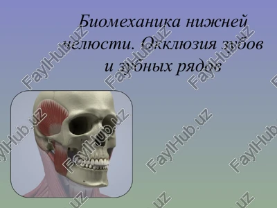 biomexanika nijney chelyusti. okklyuziya zubov i zubnix ryadov — PPT