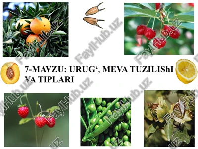urug‘, mevatuzilishiva tiplari — PPTX