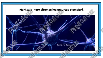 markaziy nerv sitemasi va umurtqa o’smalari — PPTX