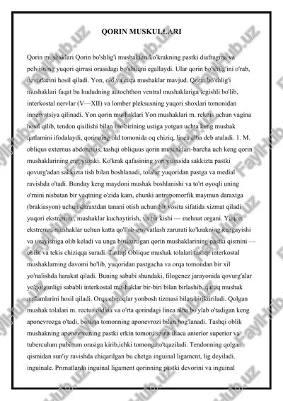qorin muskullari — DOCX