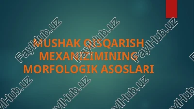 mushak qisqarish mexanizimining morfologik asoslari — PPTX